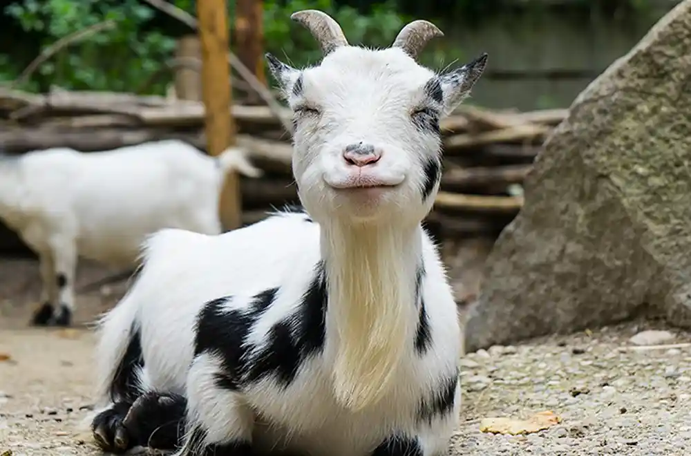 Hellabrunn Zoo in Munich